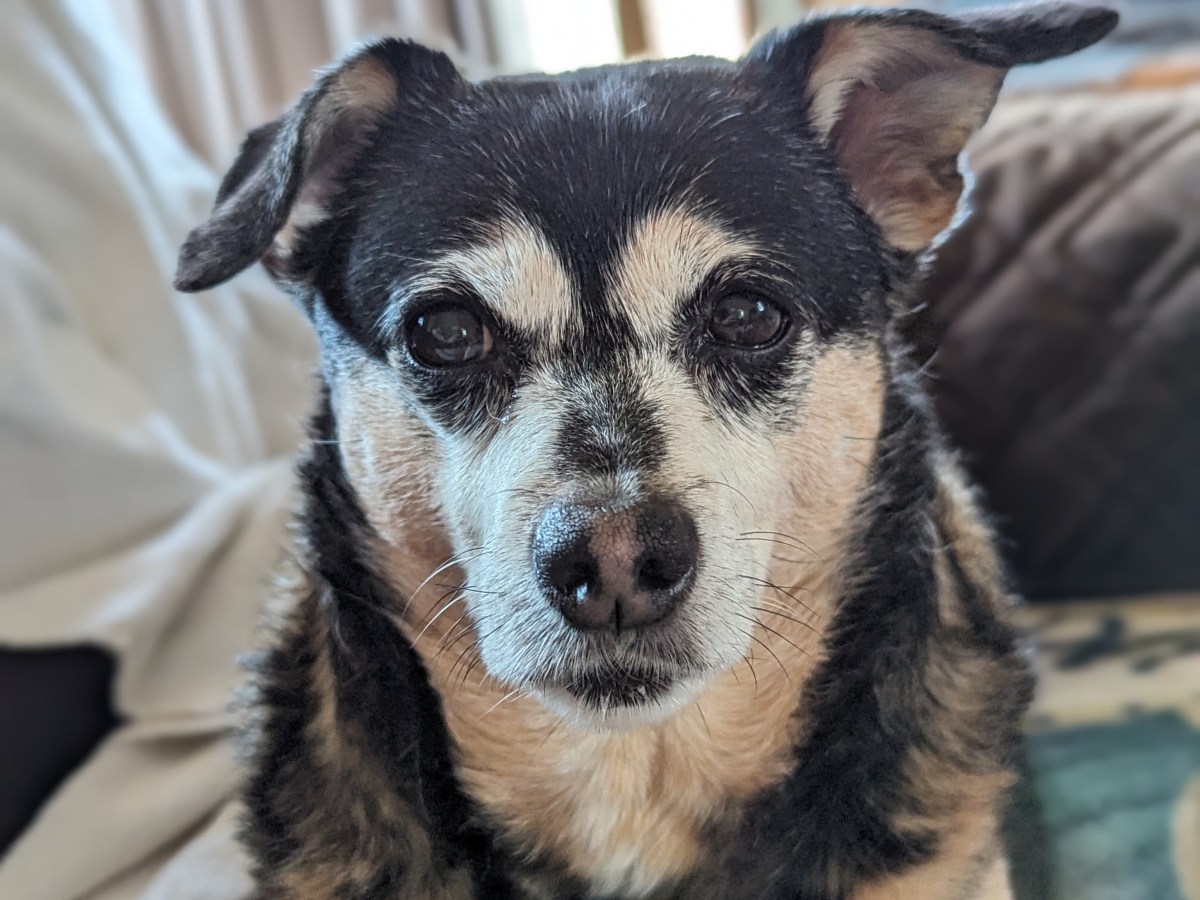 Furry Friday–Summer Hours-and a new&nbsp;address